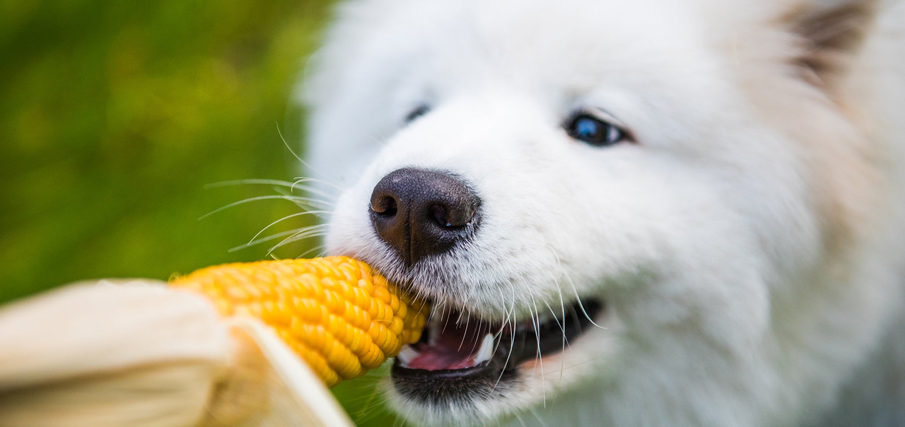 Can Dogs Eat Corn? Everything You Need to Know