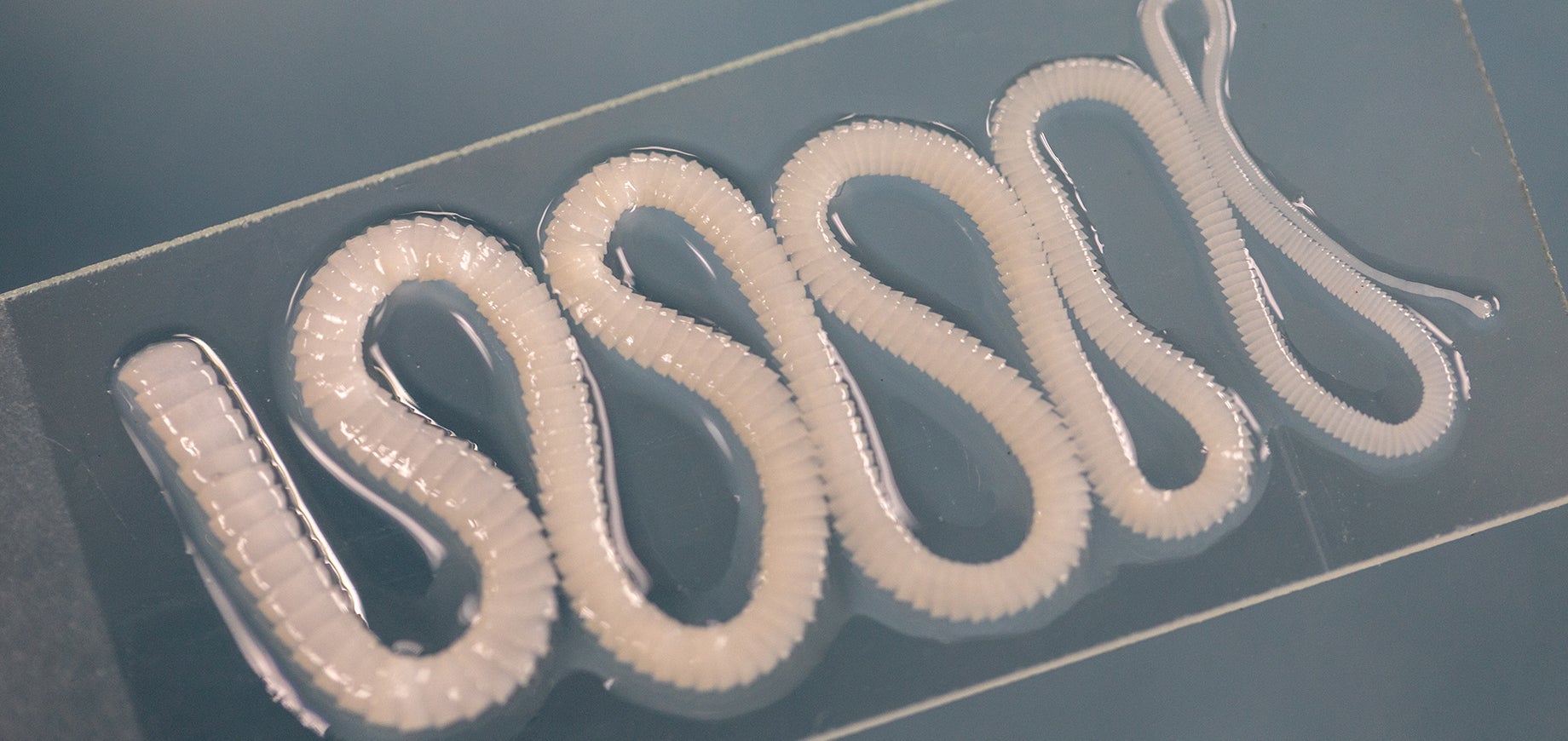 Tapeworms are flat, segmented parasites that reside in the intestines of dogs and cats.