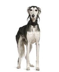 Saluki