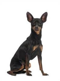 Miniature Pinscher