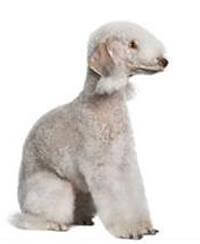 Bedlington Terrier