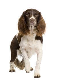 English Springer Spaniel