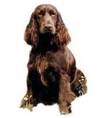 Field Spaniel