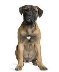 Bullmastiff