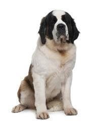Saint Bernard