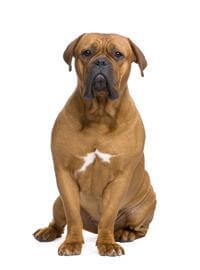 Dogue De Bordeaux