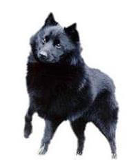 Schipperke