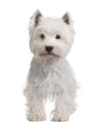 West Highland White Terrier