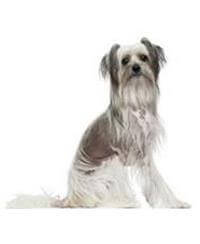 Chinese Crested Dog