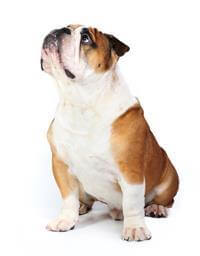British Bulldog