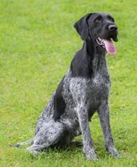 German Wirehaired Pointer