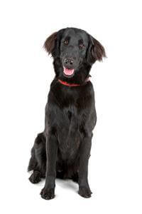 Flat Coated Retriever 