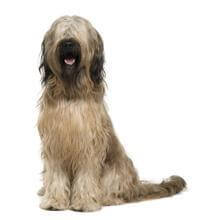Briard