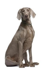 Weimaraner