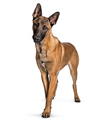Belgian Malinois