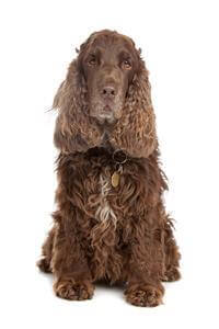 Cocker Spaniel