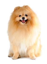 Pomeranian Breed
