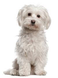 Maltese Breed