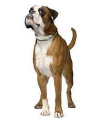 Boxer Breed