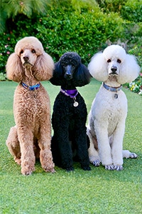 4 Different Types of Poodle Dog Breed