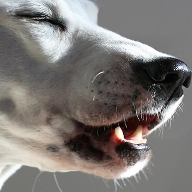 Heat Stroke in Dogs Symptoms and Treatment