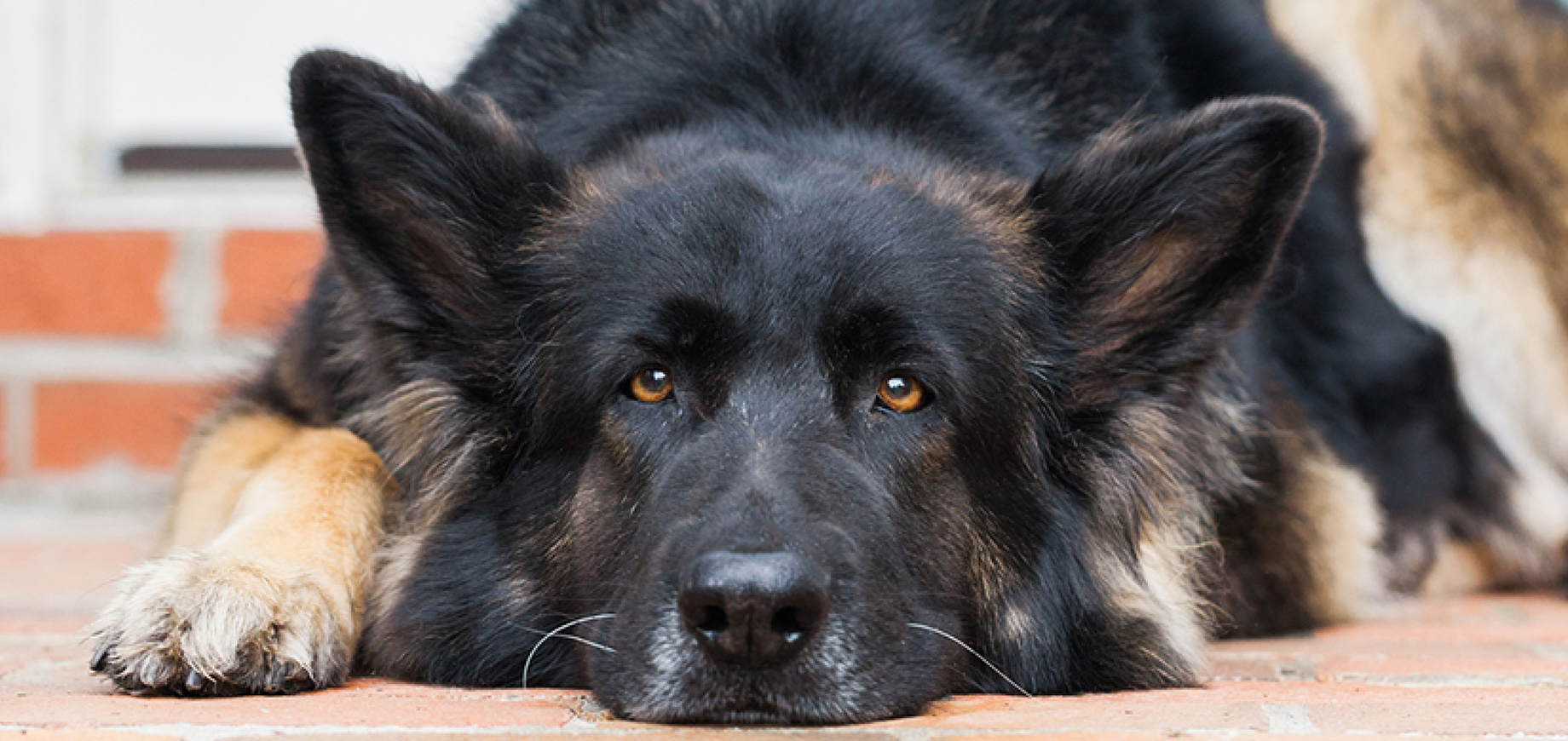 German shepherd ear mites on sale