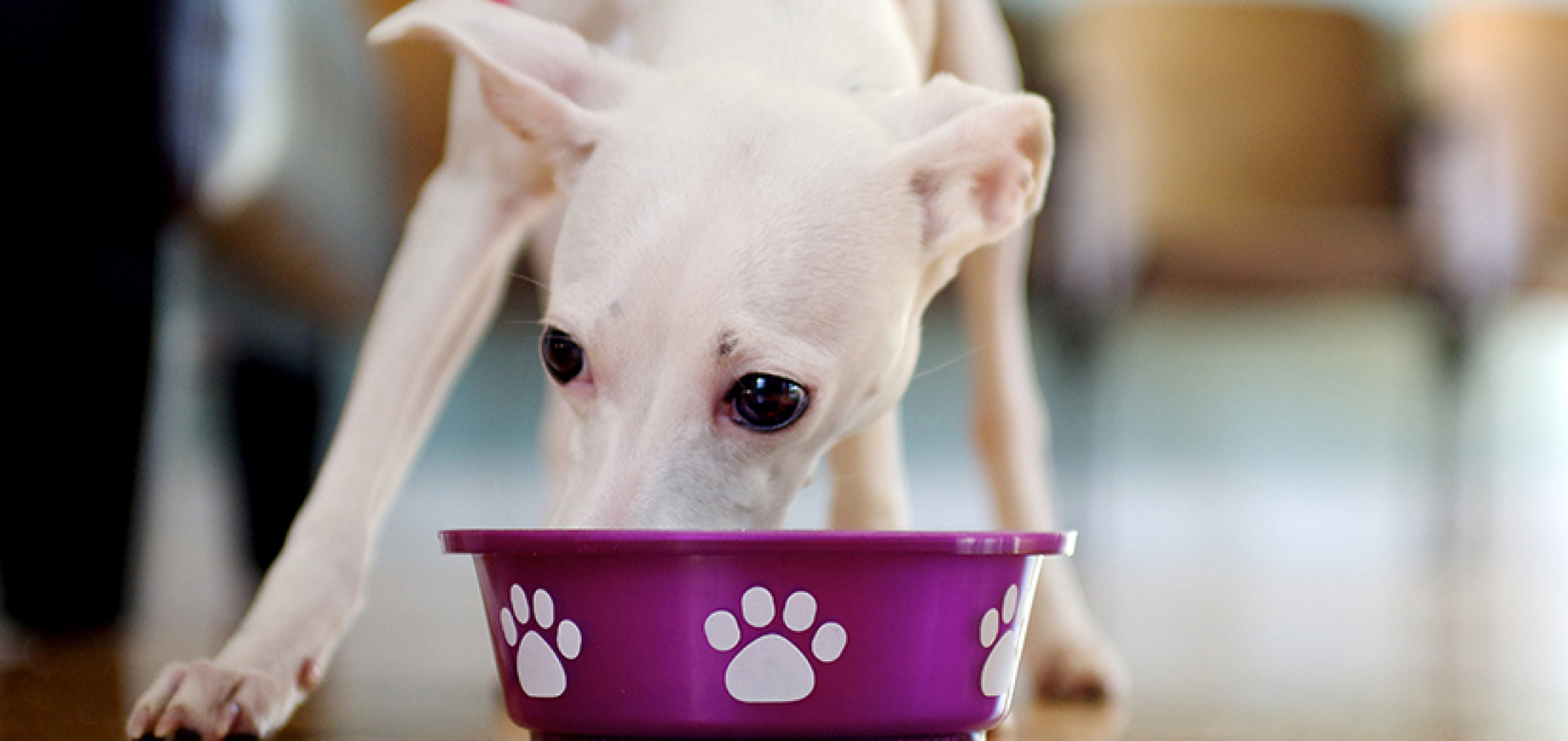 Puppy Food What's Different About Puppy Food Pedigree®