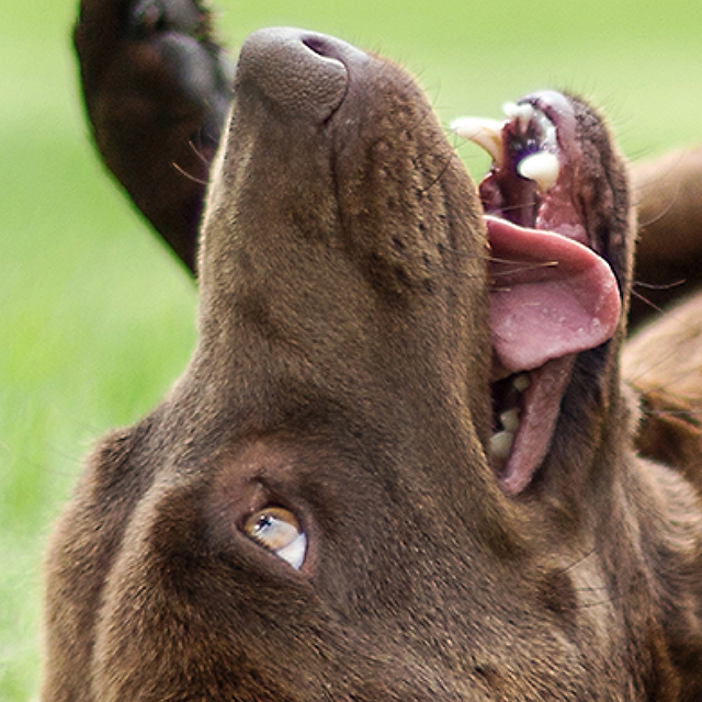 Doing agility training with your dog or puppy