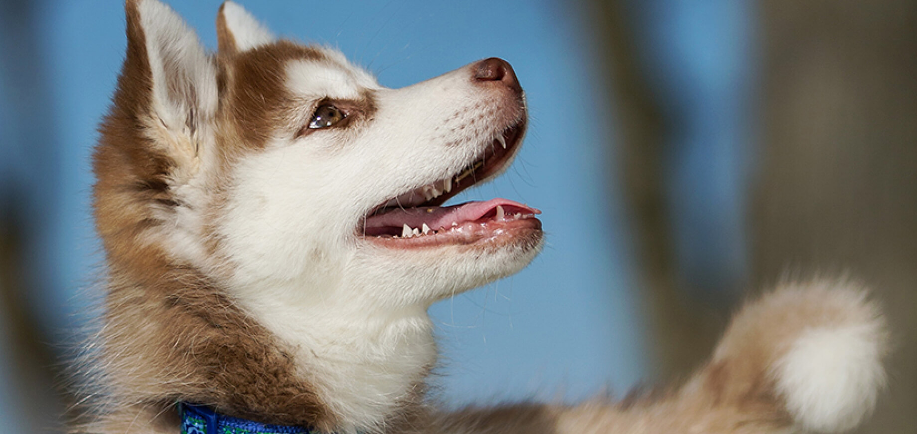 How To Stop Dog Chasing 6 Ways To Stop Dog From Chasing Pedigree