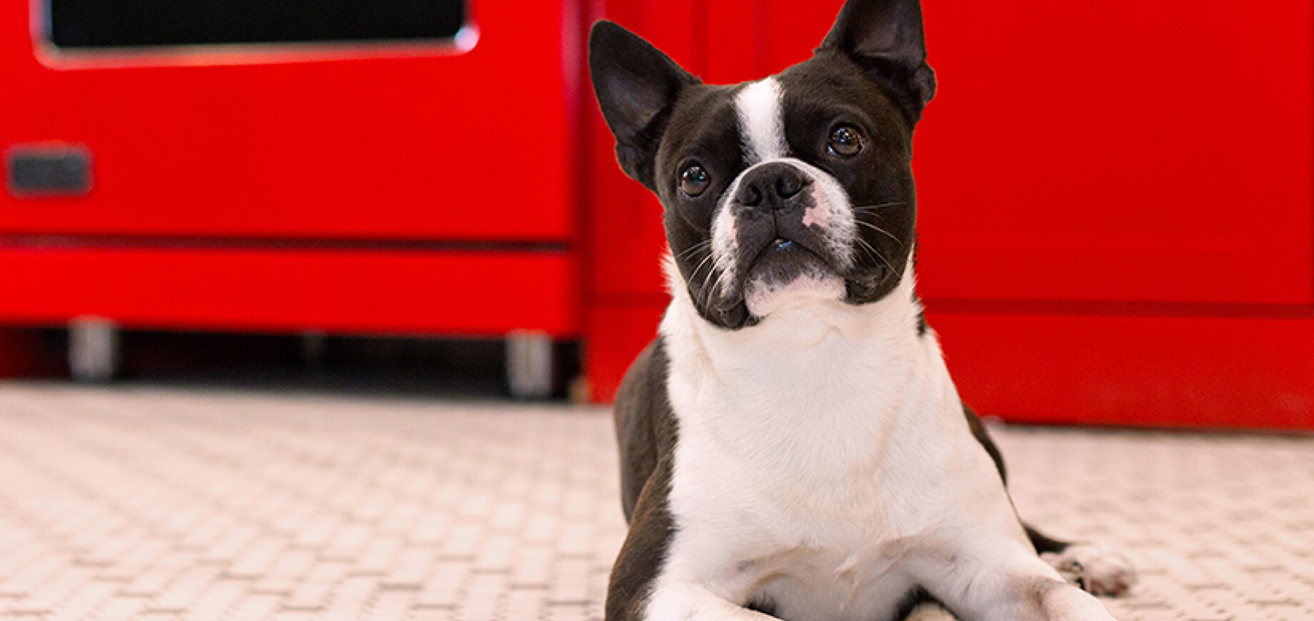 Understanding Dog Neutering Procedure & Aftercare Pedigree® Malaysia