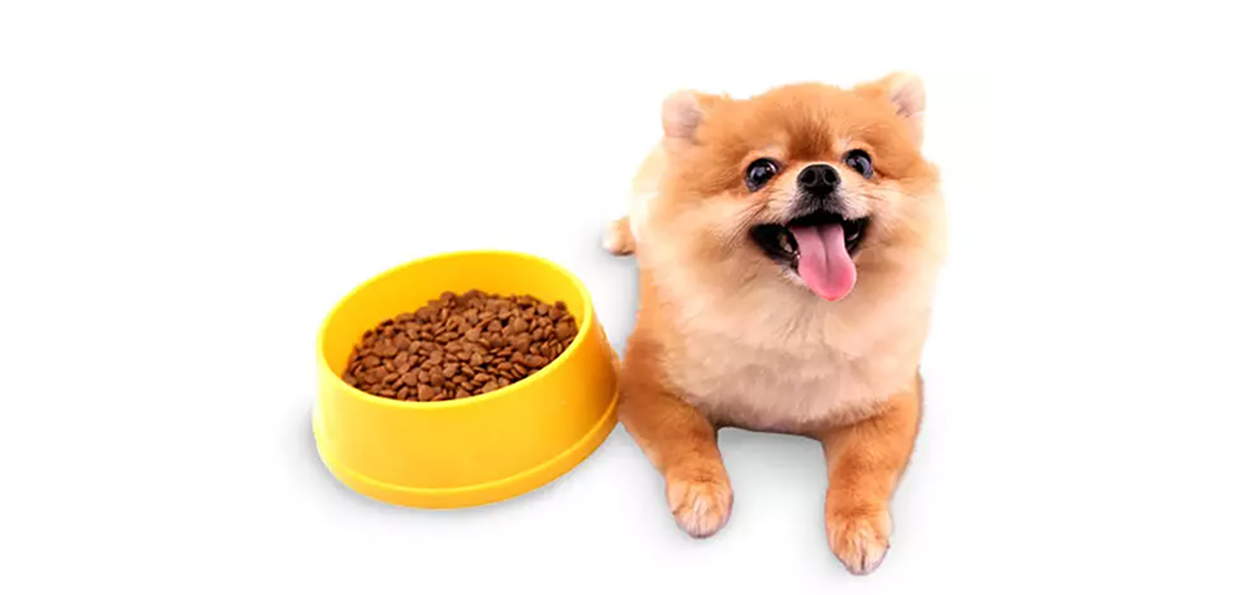 Perfect Kibble for Small Dogs Why Size Matters Pedigree® Malaysia