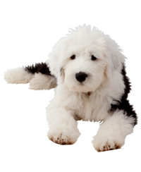 Sheep hound sales