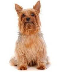 Australian Silky Terrier