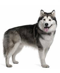 Alaskan Malamute