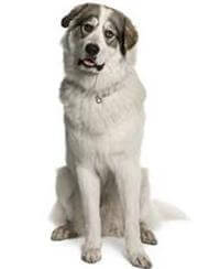 Pyrenean Mountain Dog Information Characteristics Pedigree