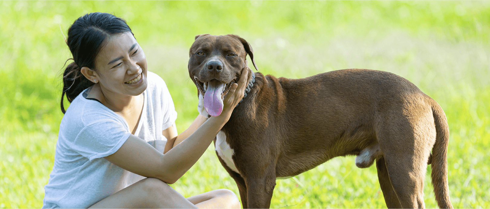 Benefits of High Protein Dog Food For Medium & Large Breeds Pedigree
