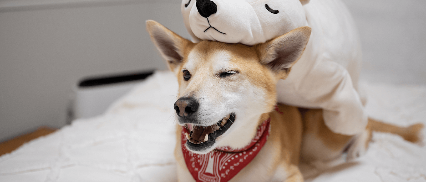 Benefits of high on sale protein dog food