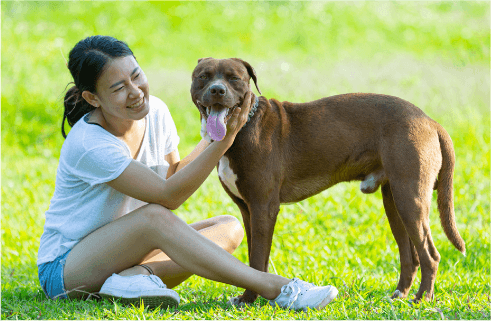 Benefits Of High Protein Dog Food For Medium And Large Dogs Mobile