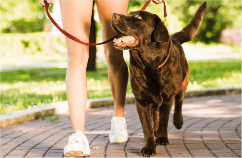 4 Ways to Have Healthy Joints For Dogs Mobile