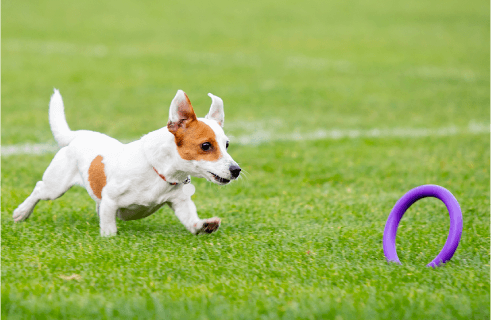 How To Measure Protein Requirements of Your Dog Mobile