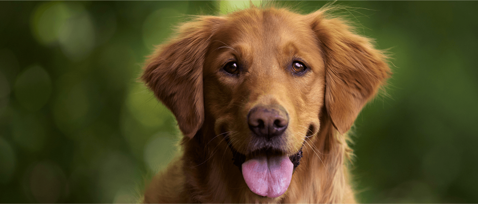 Improve Dog's Immune System With High Protein Pedigree® Malaysia