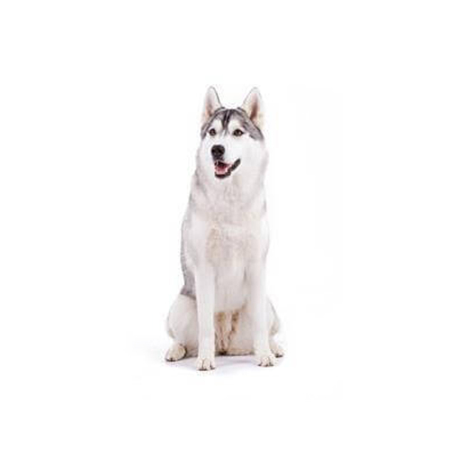 17 Types of Husky Breed Dogs