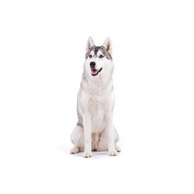Japanese spitz and siberian husky crossbreed hotsell