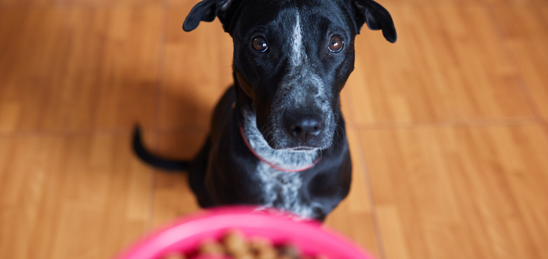 7 Essential Dog Food Ingredients Pedigree® Malaysia