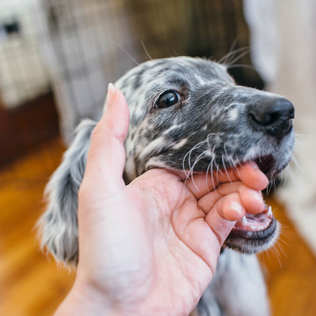 7 Ways On How To Stop A Puppy From Biting