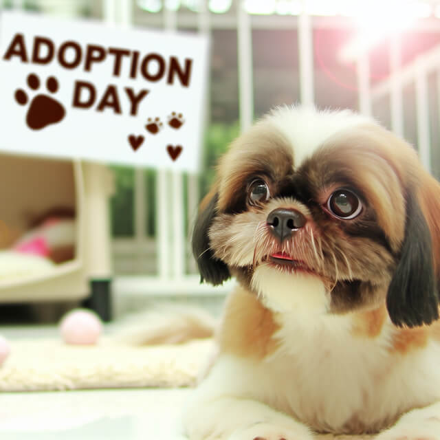 Shih Tzu Adoption: 7 Things You Need To Know