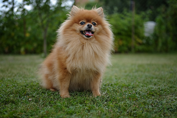 5 Types of Pomeranian Dog Breed Pedigree Malaysia