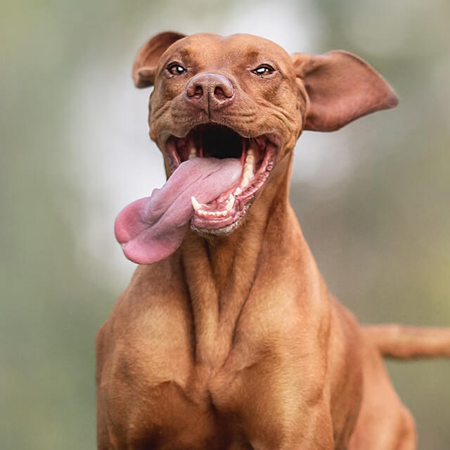 Why Do Dogs Click Their Tongue