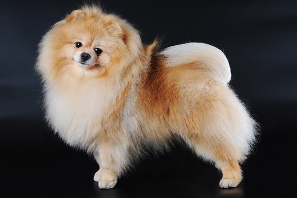 5 Types of Pomeranian Dog Breed Pedigree Malaysia