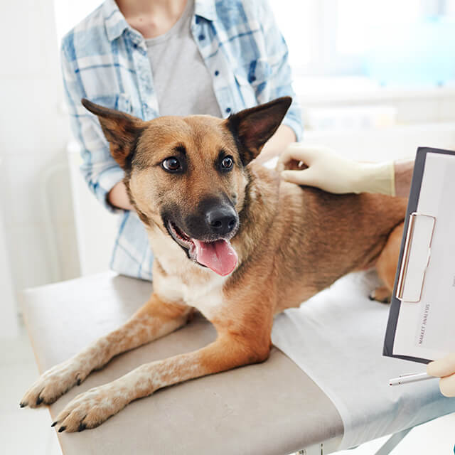 Understanding Signs Symptoms of a Dying Dog Pedigree Malaysia